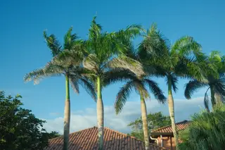 Palm Trees