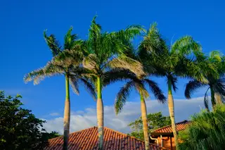 Palm Trees