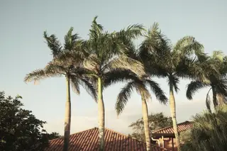 Palm Trees