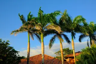 Palm Trees