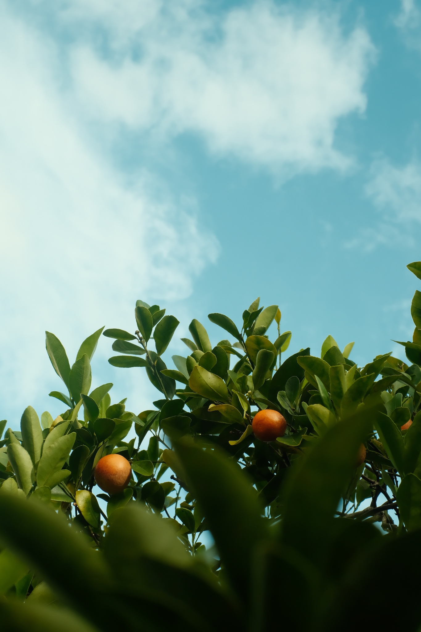 Photo shot with the Classic Chrome · vibrant recipe