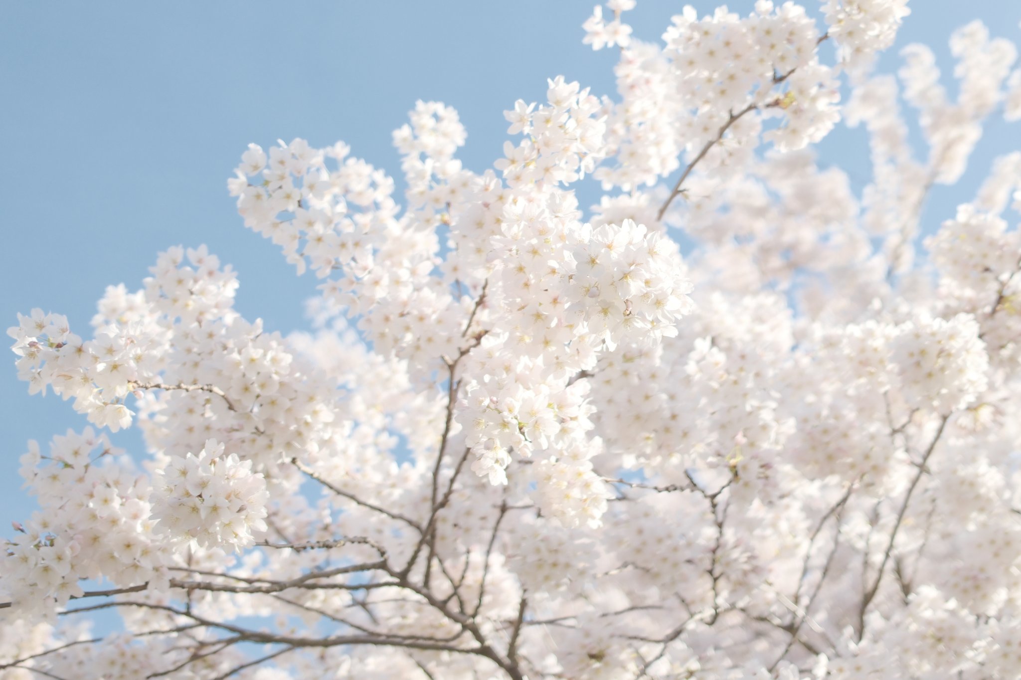 Photo shot with the Sakura Spring recipe