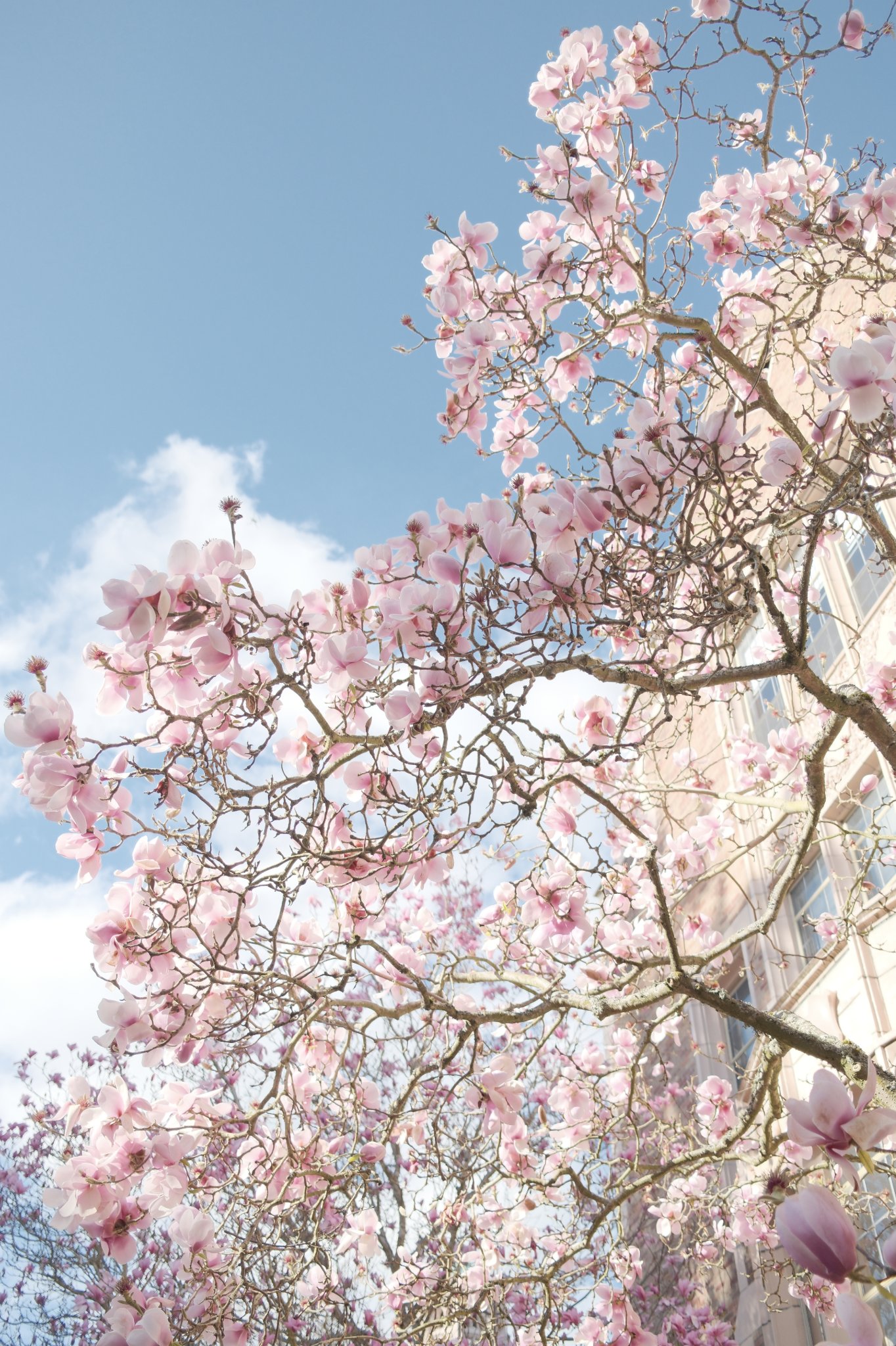 Photo shot with the Sakura Spring recipe