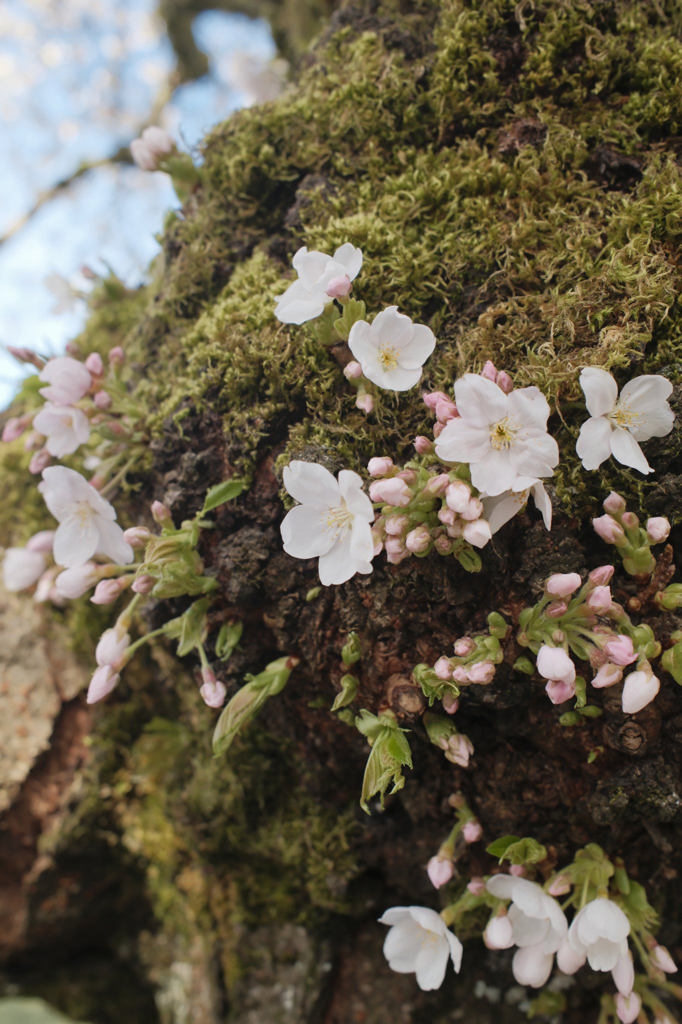 Photo shot with the Sakura Spring recipe